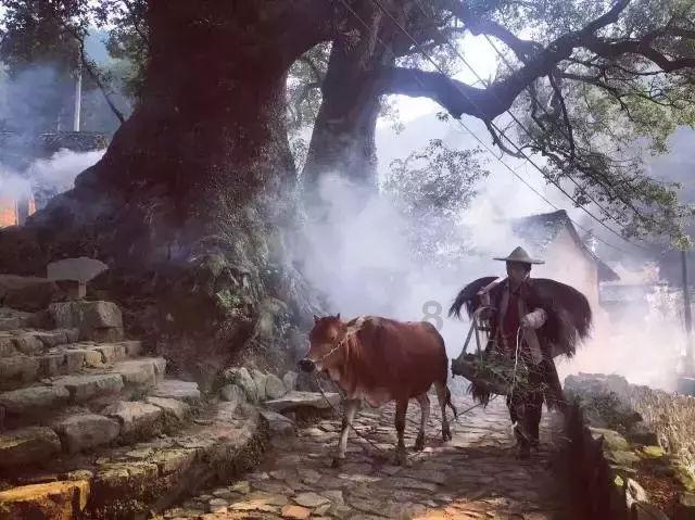 探索丁香和郁金香是同一种花吗?,发现你感兴趣的话题